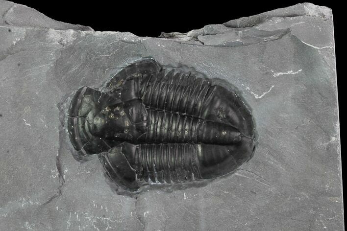 Asaphiscus Trilobite Molt - Wheeler Shale, Utah #97168